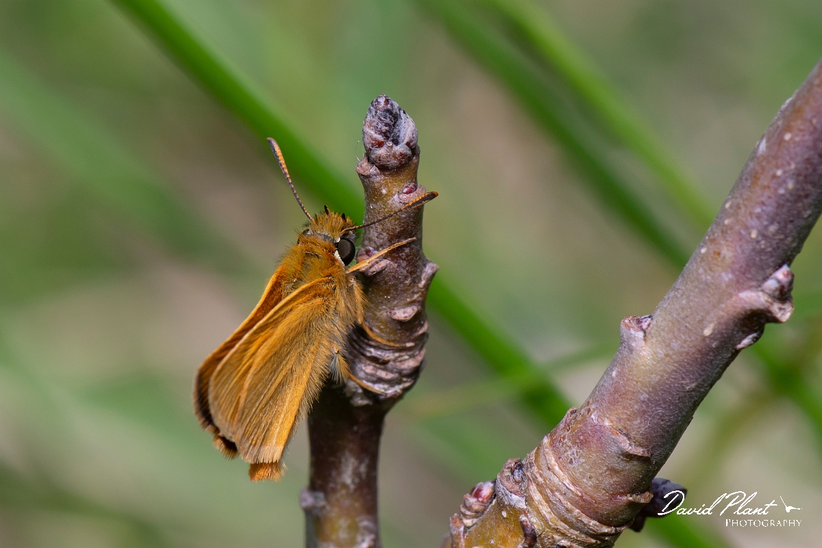 David Plant Photography - Wildlife Photography - Lulworth skipper - E.jpg - Lulworth skipper - Dorset
