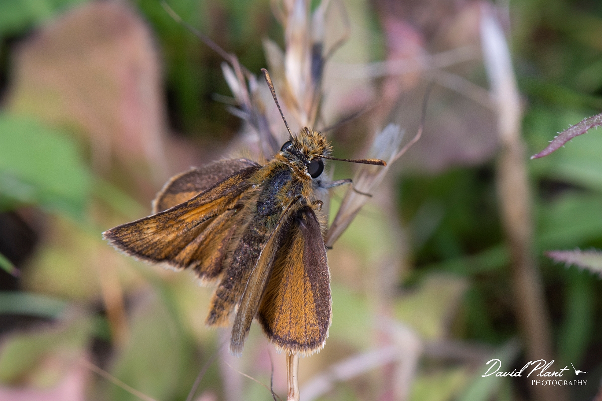 David Plant Photography - Wildlife Photography - Lulworth skipper - I.jpg - Lulworth skipper - Dorset