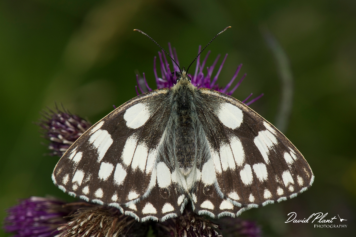 David Plant Photography - Wildlife Photography - Marbled white - B.jpg - Marbled white - Buckinghamshire