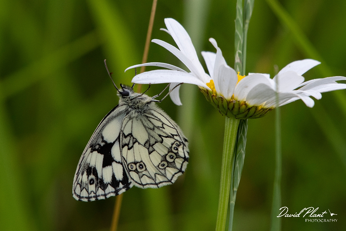 David Plant Photography - Wildlife Photography - Marbled white - C.jpg - Marbled white - Cambridgeshire