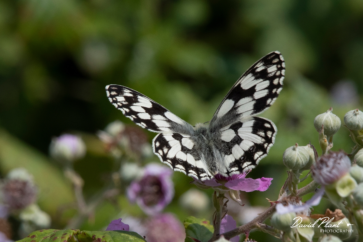David Plant Photography - Wildlife Photography - Marbled white - F.jpg - Marbled white - Essex