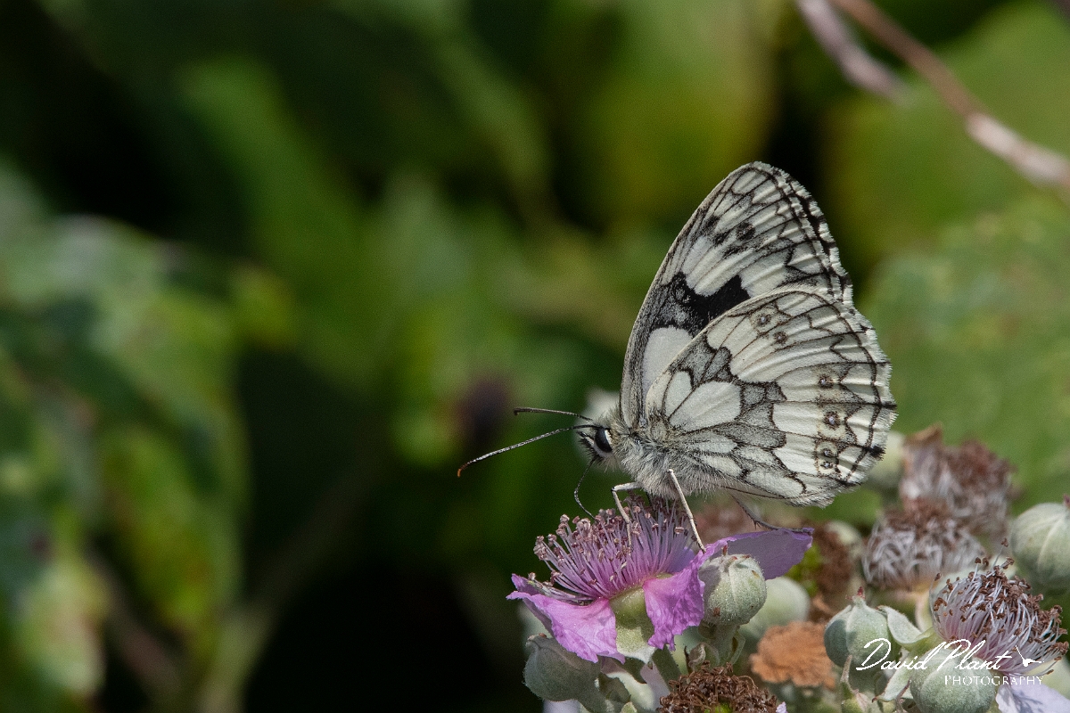 David Plant Photography - Wildlife Photography - Marbled white - G.jpg - Marbled white - Essex