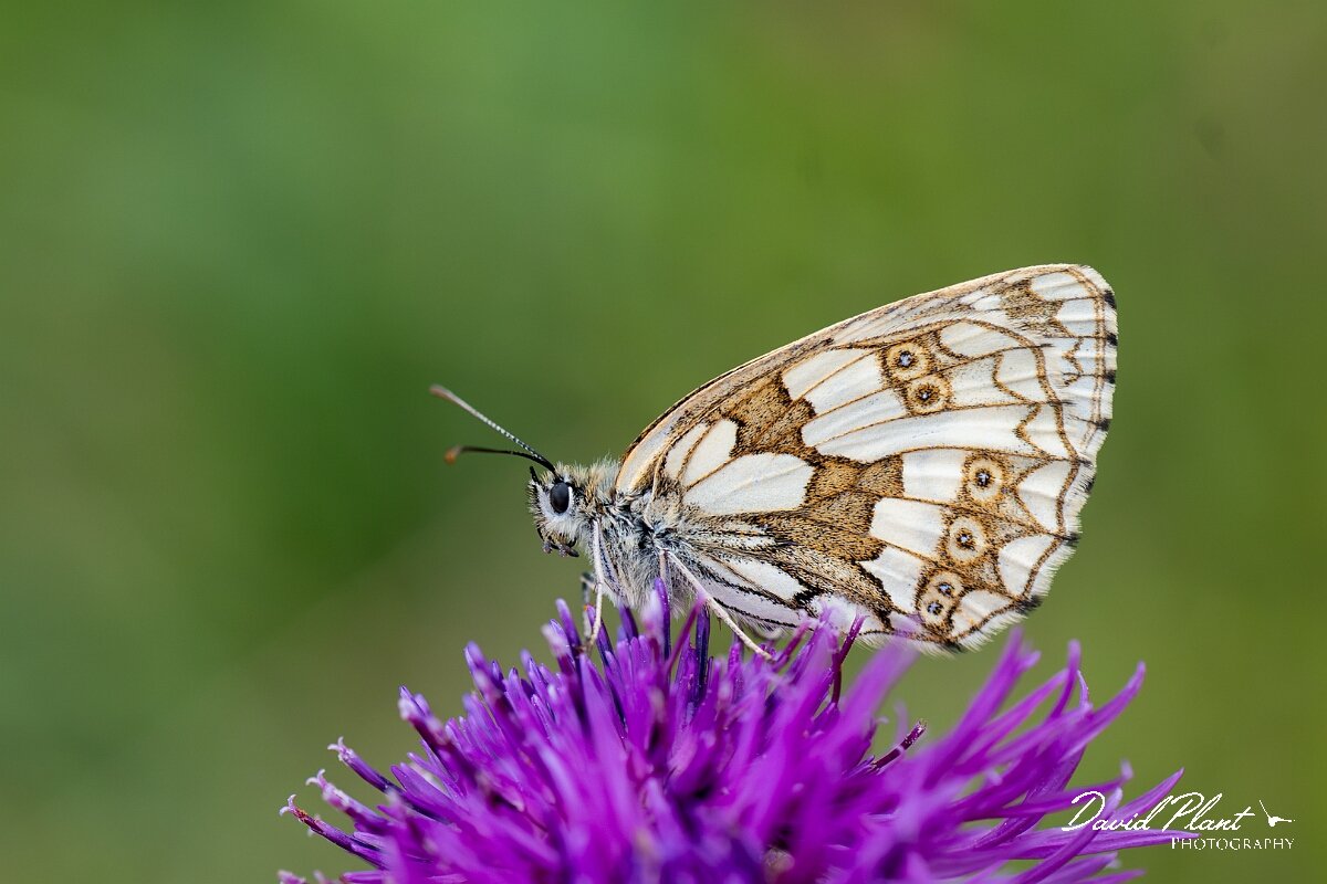 David Plant Photography - Wildlife Photography - Marbled white - I.jpg - Marbled white, Melanargia galathea - Gloucestershire