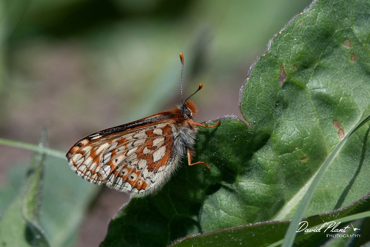 David Plant Photography - Wildlife Photography - Marsh fritillary - A.jpg - Marsh fritillary - Lincolnshire