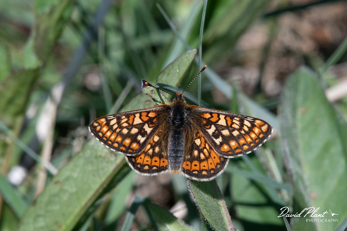 David Plant Photography - Wildlife Photography - Marsh fritillary - C.jpg - Marsh fritillary - Lincolnshire