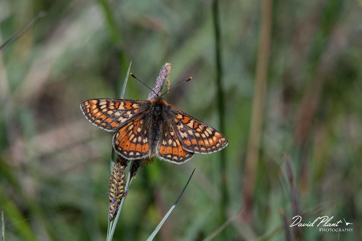 David Plant Photography - Wildlife Photography - Marsh fritillary - D.jpg - Marsh fritillary - Lincolnshire