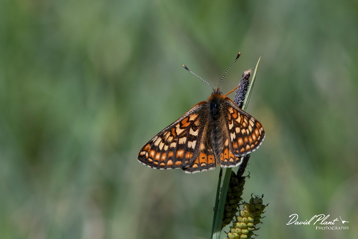 David Plant Photography - Wildlife Photography - Marsh fritillary - G.jpg - Marsh fritillary - Lincolnshire
