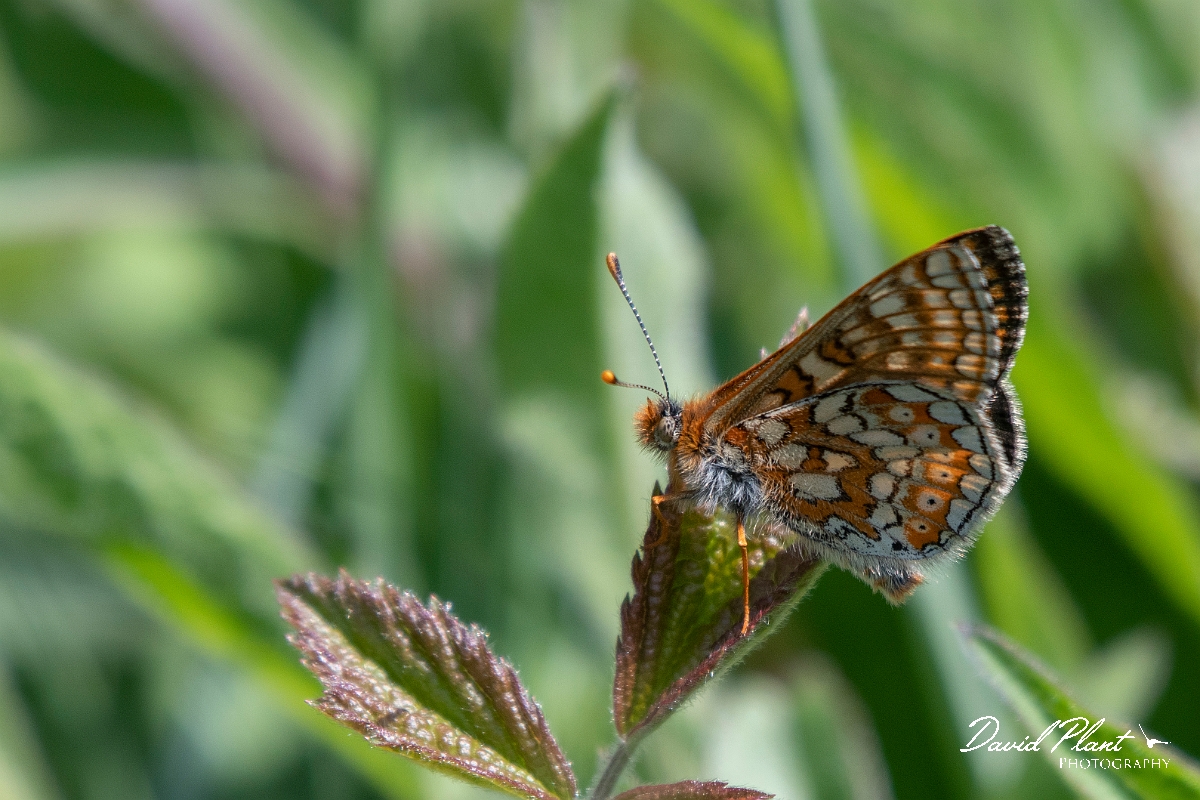David Plant Photography - Wildlife Photography - Marsh fritillary - K.jpg - Marsh fritillary - Lincolnshire