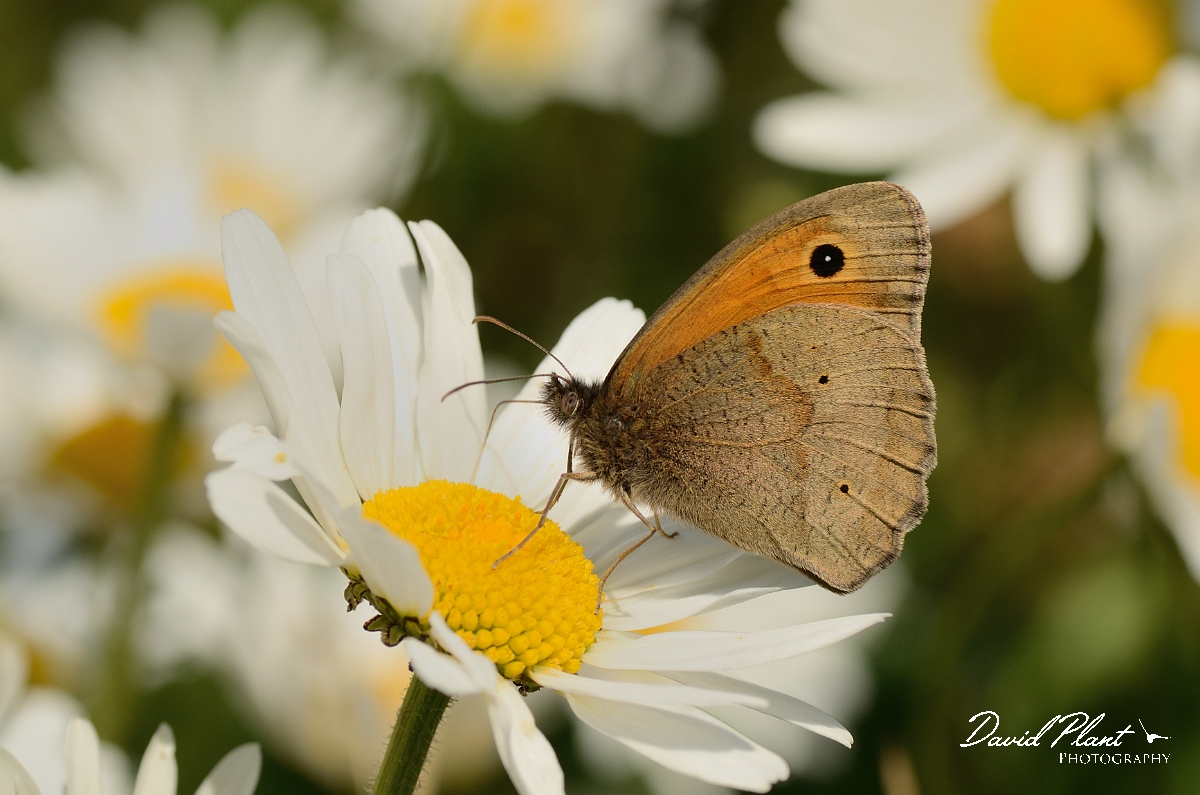 David Plant Photography - Wildlife Photography - Meadow brown - A.jpg - Meadow brown - Gloucestershire