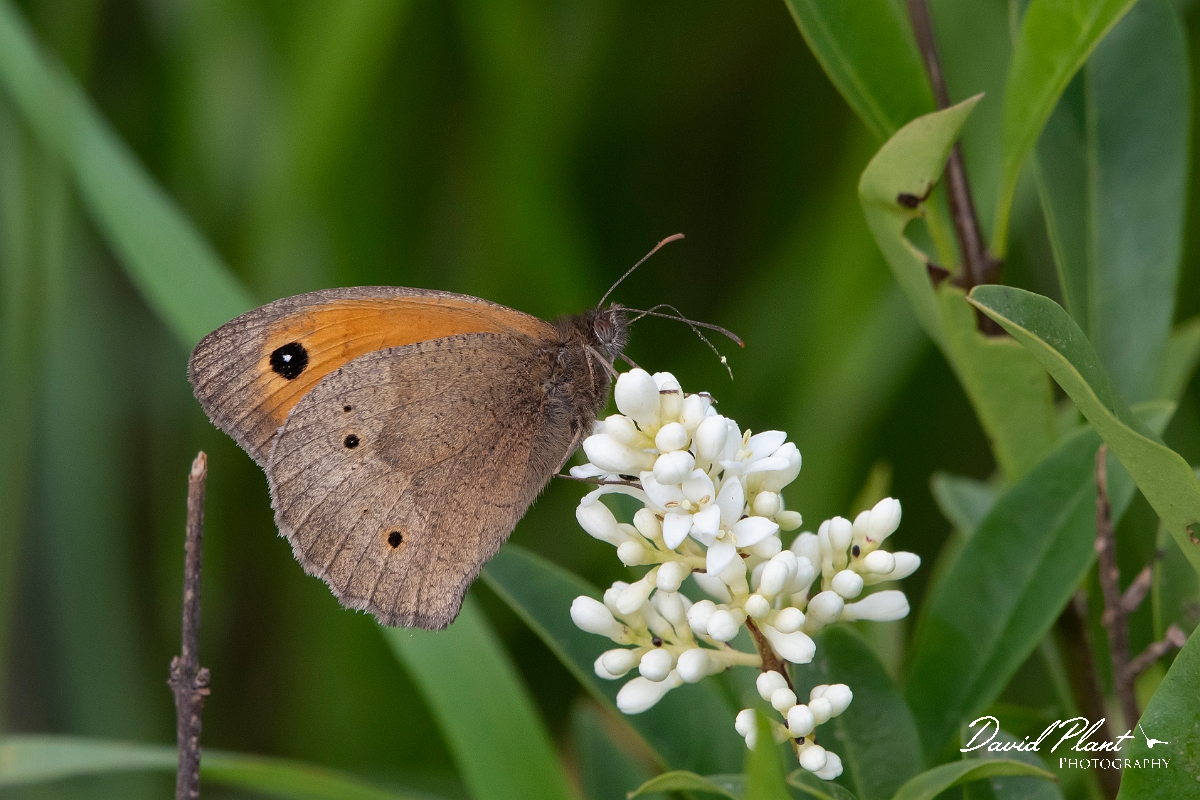 David Plant Photography - Wildlife Photography - Meadow brown - B.jpg - Meadow brown - Cambridgeshire