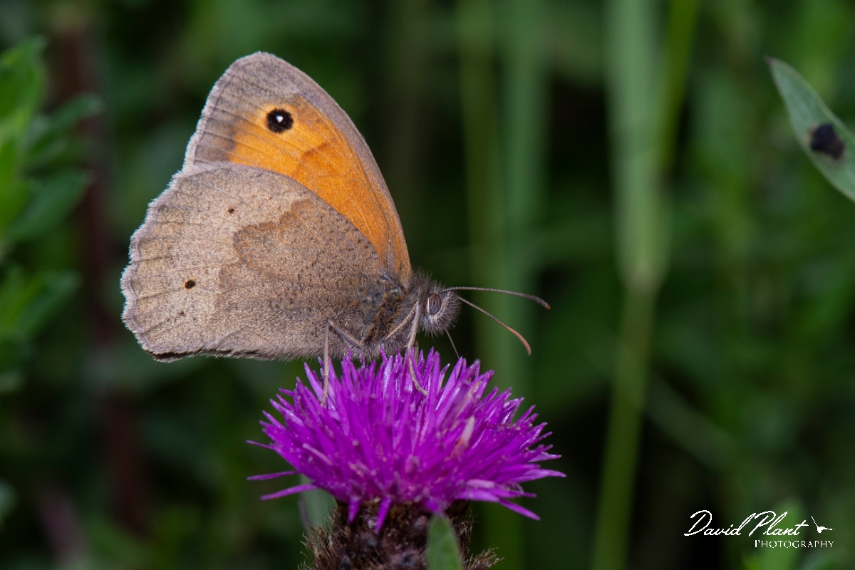 David Plant Photography - Wildlife Photography - Meadow brown - D.jpg - Meadow brown - Leicestershire