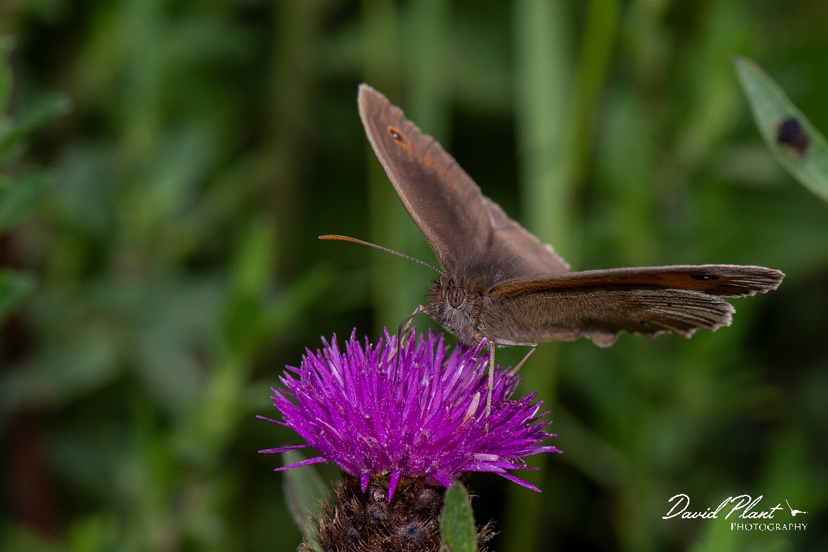 David Plant Photography - Wildlife Photography - Meadow brown - E.jpg - Meadow brown, male - Leicestershire