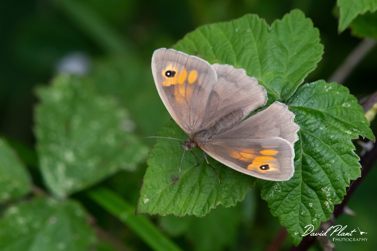 David Plant Photography - Wildlife Photography - Meadow brown - G.jpg - Meadow brown, female - Oxfordshire