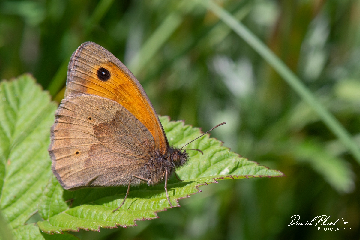 David Plant Photography - Wildlife Photography - Meadow brown - H.jpg - Meadow brown - Cambridgeshrie