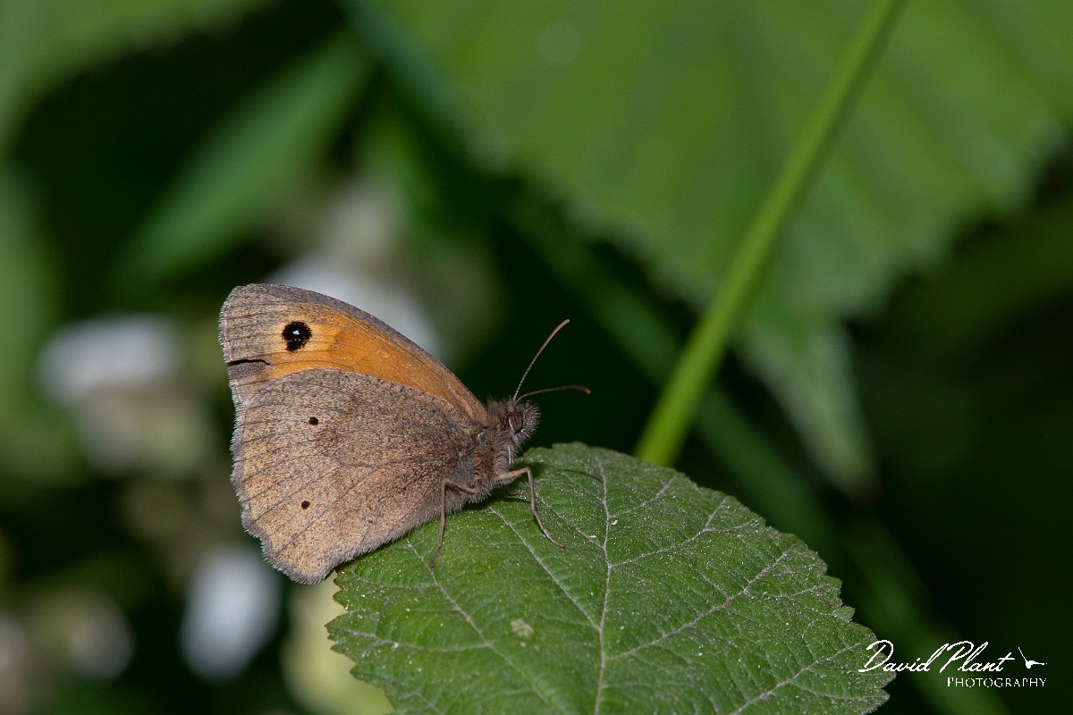 David Plant Photography - Wildlife Photography - Meadow brown - J.jpg - Meadow brown - Cambridgeshire
