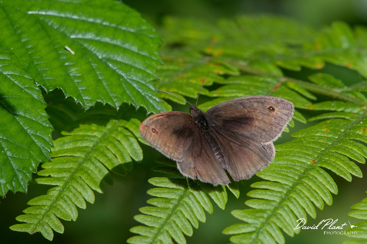 David Plant Photography - Wildlife Photography - Meadow brown - K.jpg - Meadow brown, male - Cambridgeshire