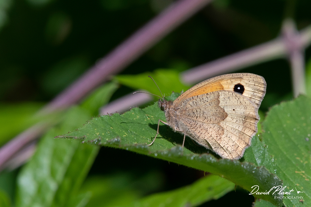 David Plant Photography - Wildlife Photography - Meadow brown - L.jpg - Meadow brown - Cambridgeshire