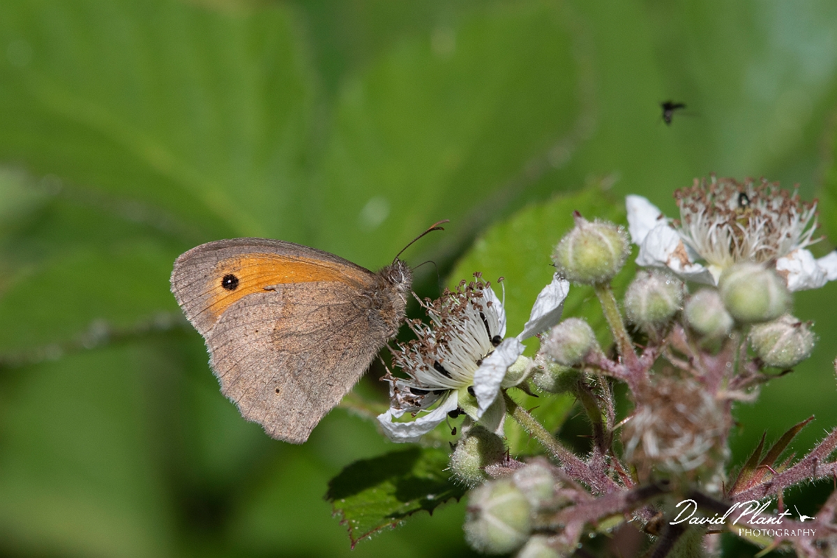 David Plant Photography - Wildlife Photography - Meadow brown - M.jpg - Meadow brown - Cambridgeshire