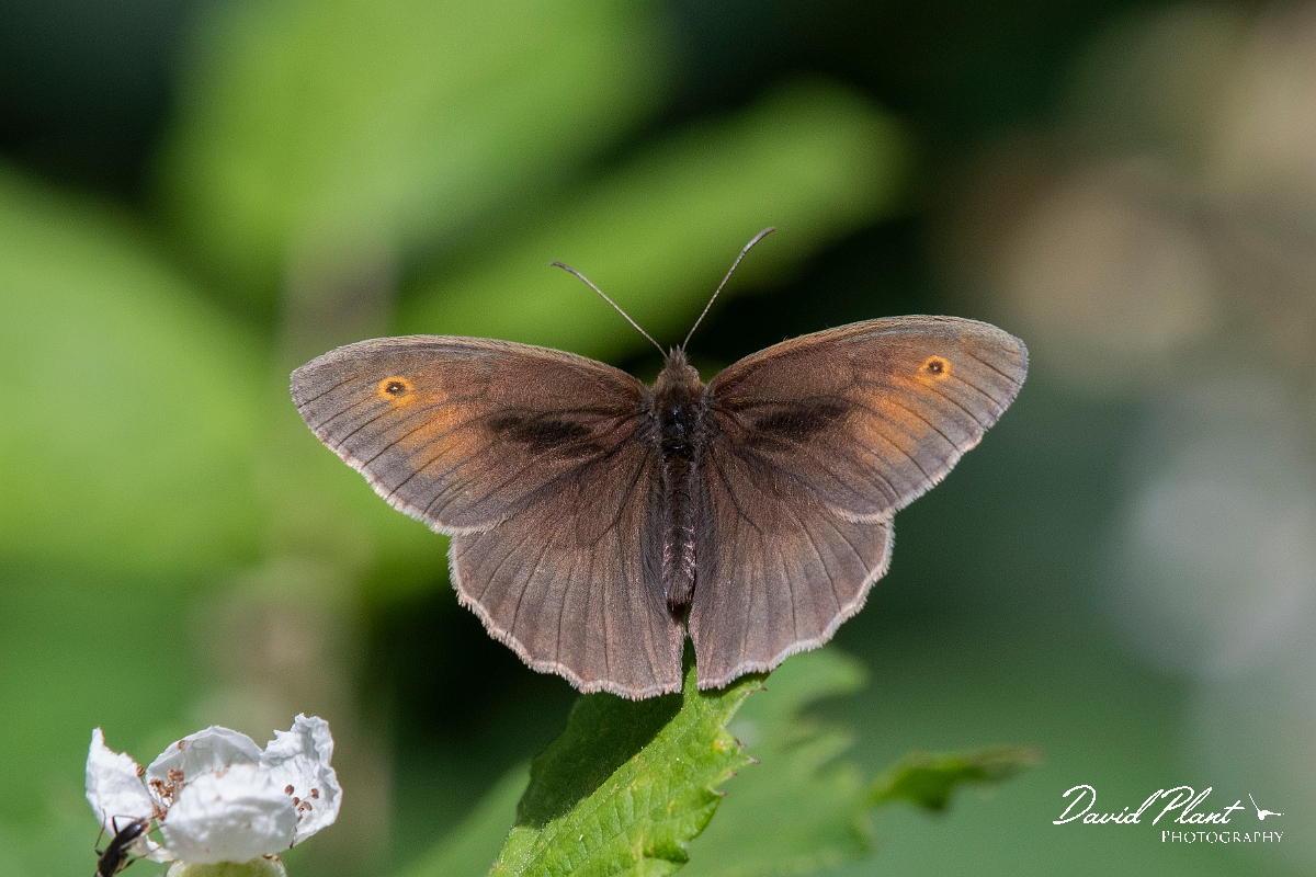 David Plant Photography - Wildlife Photography - Meadow brown - P.jpg - Meadow brown, male - Cambridgeshire