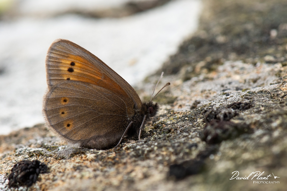 David Plant Photography - Wildlife Photography - Mountain ringlet - A.jpg - Mountain ringlet - Cumbria