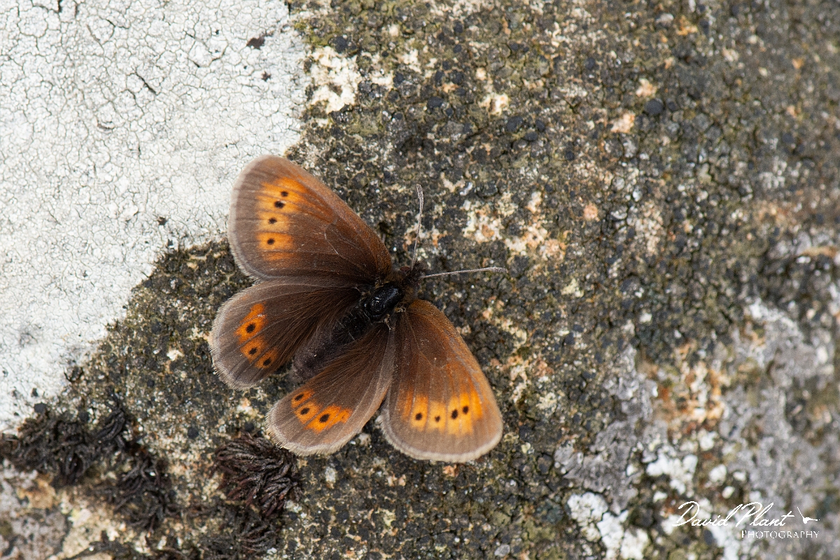 David Plant Photography - Wildlife Photography - Mountain ringlet - B.jpg - Mountain ringlet - Cumbria