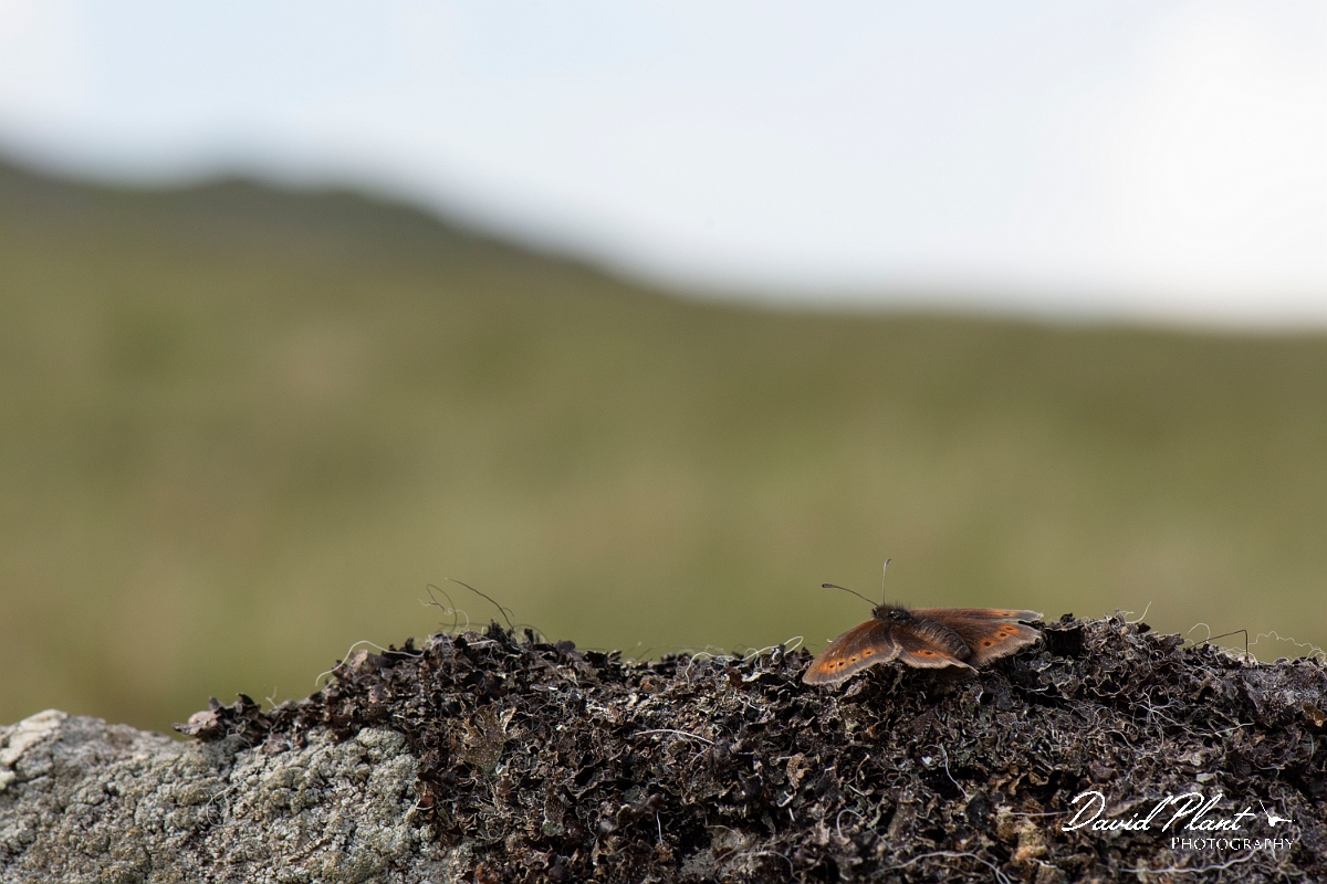 David Plant Photography - Wildlife Photography - Mountain ringlet - I.jpg - Mountain ringlet - Cumbria