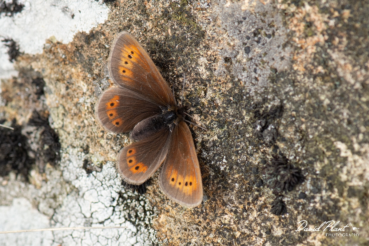 David Plant Photography - Wildlife Photography - Mountain ringlet - M.jpg - Mountain ringlet - Cumbria