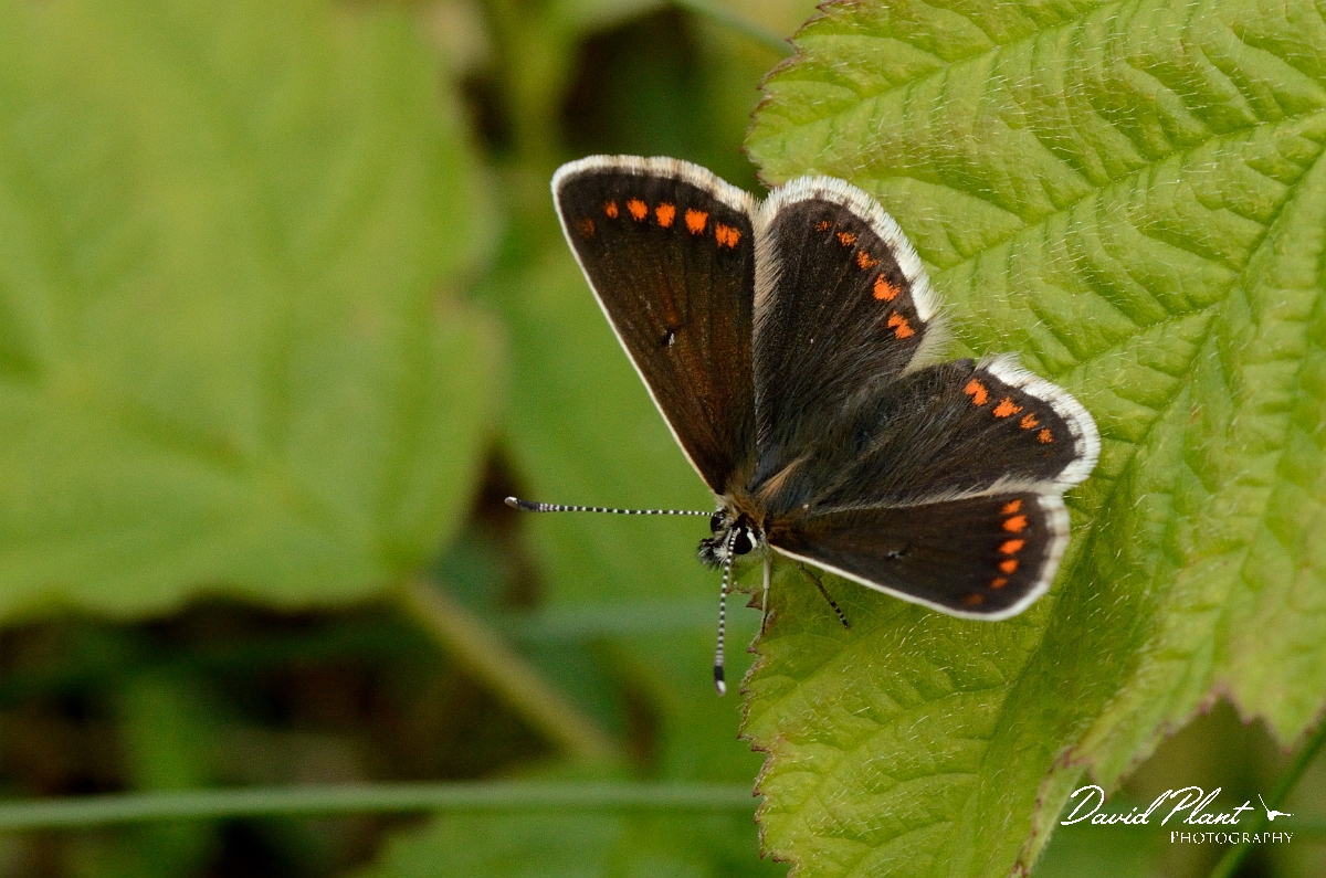 David Plant Photography - Wildlife Photography - Northern brown argus - B.jpg - Northern brown argus - County Durham