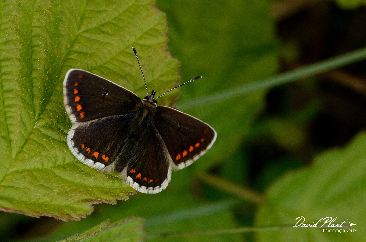 David Plant Photography - Wildlife Photography - Northern brown argus - C.jpg - Northern brown argus - County Durham