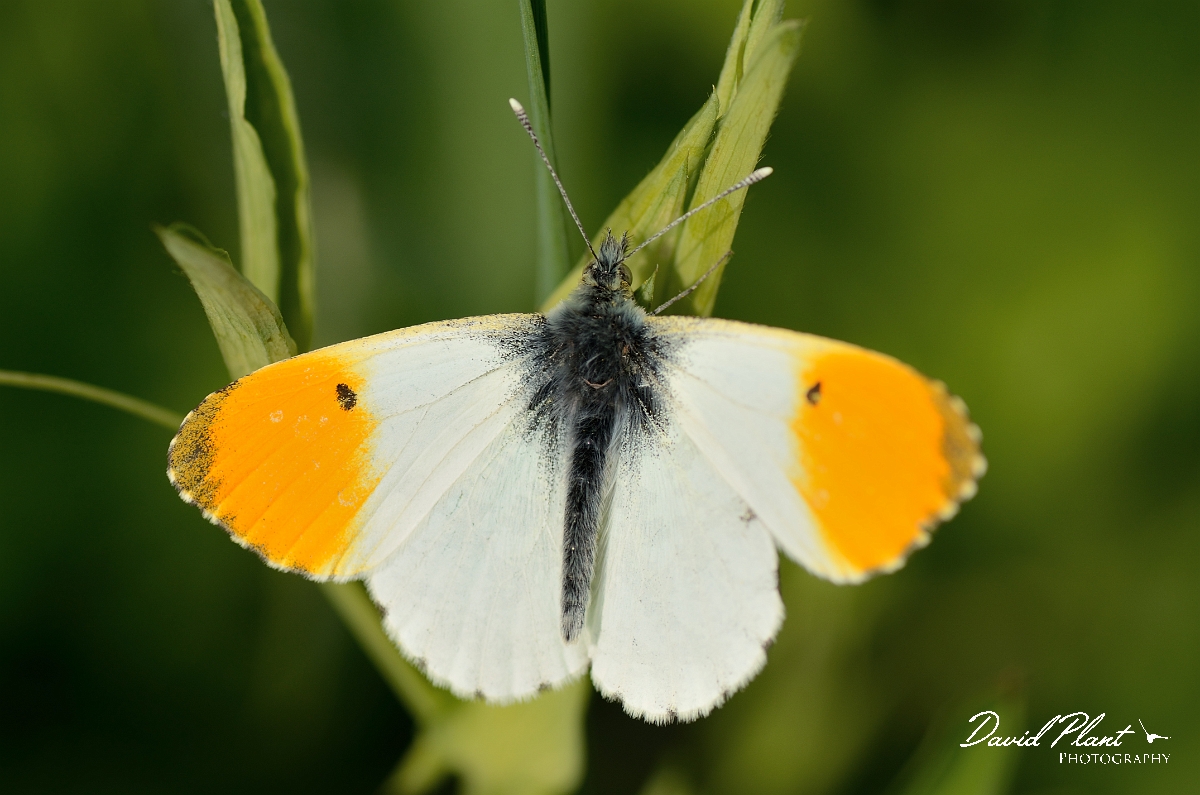 David Plant Photography - Wildlife Photography - Orange-tip - A.jpg - Orange-tip, male - Cotswolds