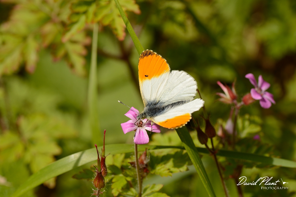 David Plant Photography - Wildlife Photography - Orange-tip - B.jpg - Orange-tip - Bedfordshire