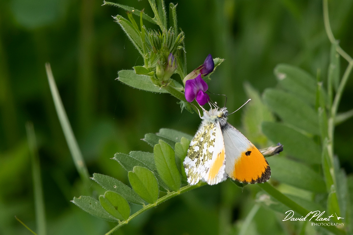 David Plant Photography - Wildlife Photography - Orange-tip - C.jpg - Orange-tip, male - Bedfordshire