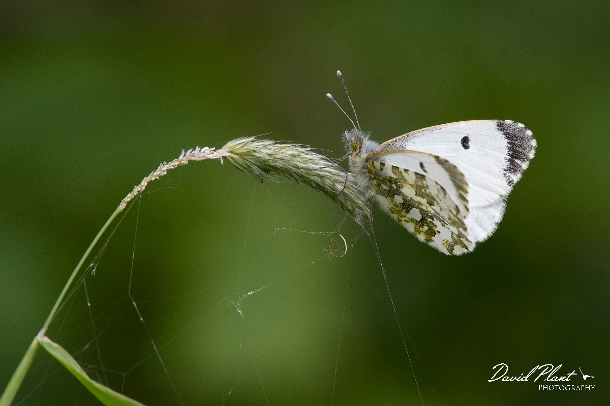 David Plant Photography - Wildlife Photography - Orange-tip - D.jpg - Orange-tip, female - Cambridgeshire