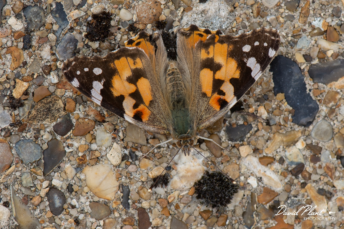 David Plant Photography - Wildlife Photography - Painted lady - A.jpg - Painted lady - Kent