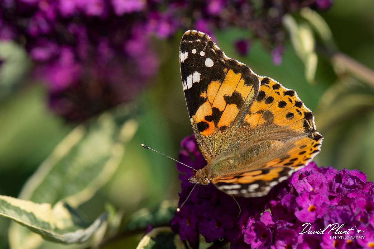 David Plant Photography - Wildlife Photography - Painted lady - C.jpg - Painted lady - Cotswolds