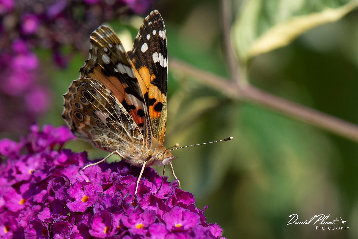 David Plant Photography - Wildlife Photography - Painted lady - E.jpg - Painted lady - Cotswolds