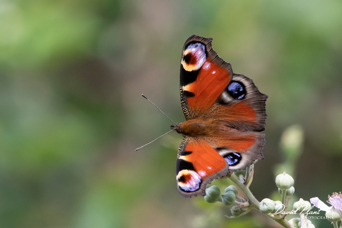 David Plant Photography - Wildlife Photography - Peacock - C.jpg - Peacock - Cambridgeshire