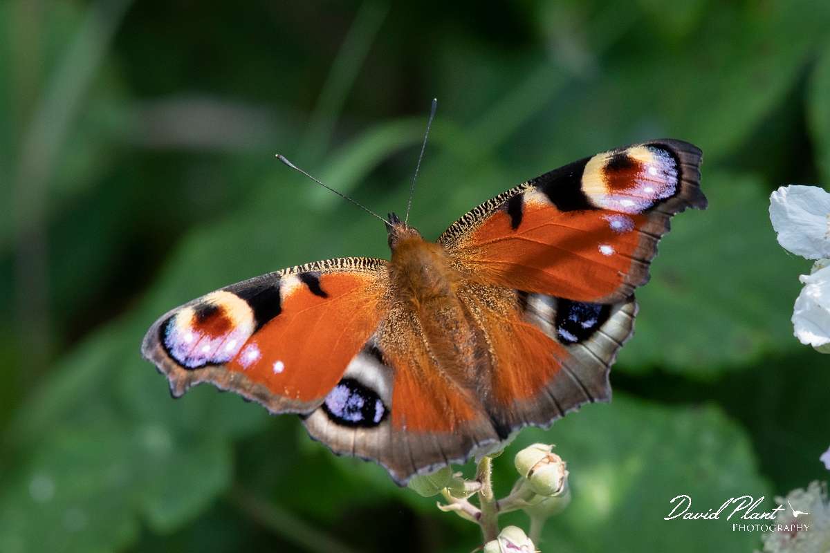 David Plant Photography - Wildlife Photography - Peacock - D.jpg - Peacock - Essex