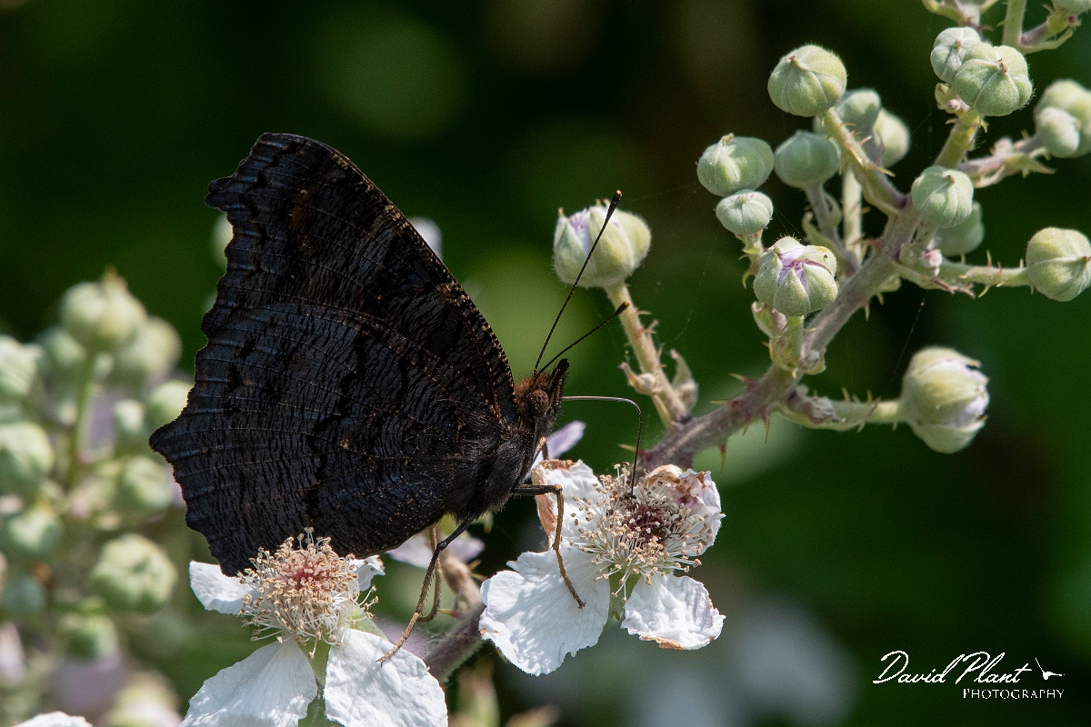 David Plant Photography - Wildlife Photography - Peacock - E.jpg - Peacock - Essex