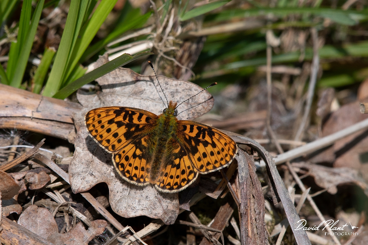 David Plant Photography - Wildlife Photography - Pearl-bordered fritillary - A.jpg - Pearl-bordered fritillary - Wiltshire