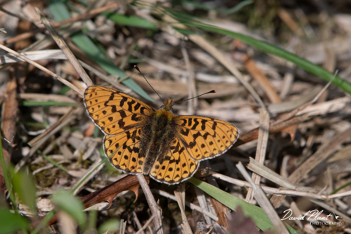 David Plant Photography - Wildlife Photography - Pearl-bordered fritillary - B.jpg - Pearl-bordered fritillary - Wiltshire