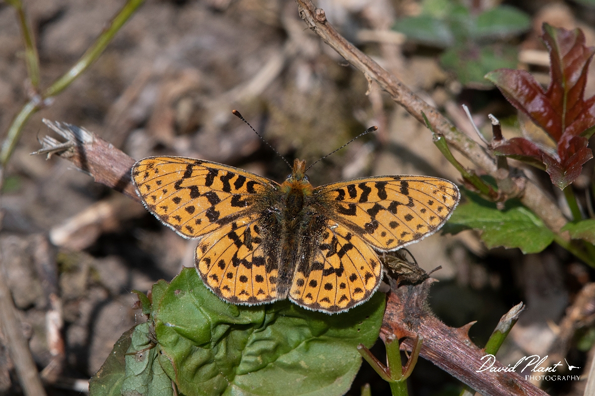 David Plant Photography - Wildlife Photography - Pearl-bordered fritillary - C.jpg - Pearl-bordered fritillary - Wiltshire