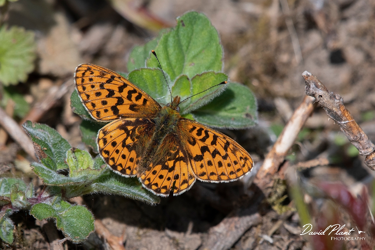 David Plant Photography - Wildlife Photography - Pearl-bordered fritillary - D.jpg - Pearl-bordered fritillary - Wiltshire