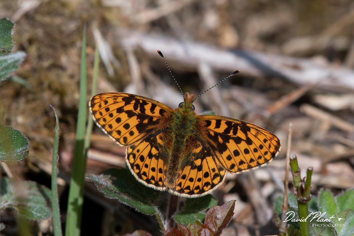 David Plant Photography - Wildlife Photography - Pearl-bordered fritillary - E.jpg - Pearl-bordered fritillary - Wiltshire