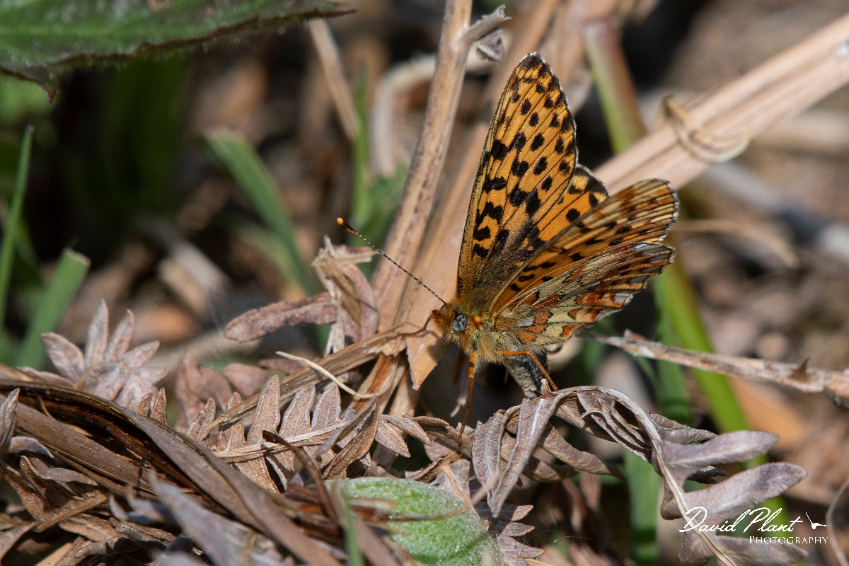 David Plant Photography - Wildlife Photography - Pearl-bordered fritillary - F.jpg - Pearl-bordered fritillary - Wiltshire