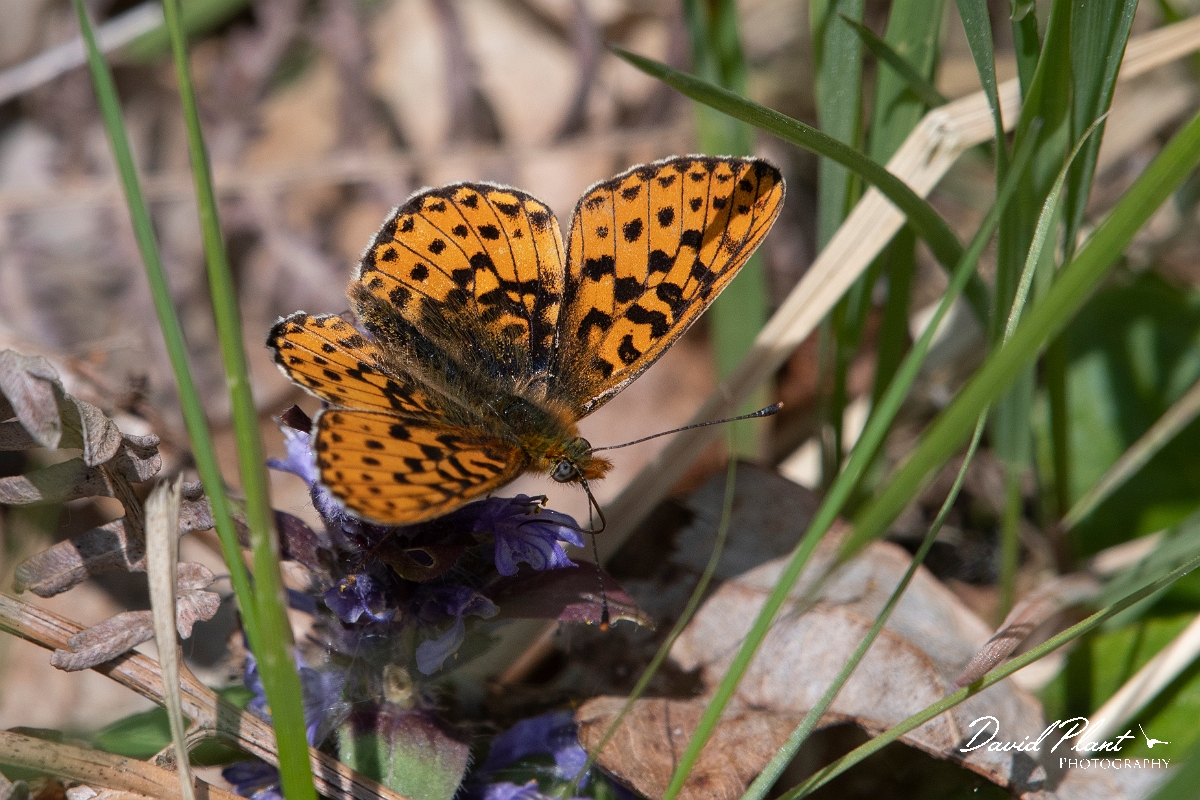 David Plant Photography - Wildlife Photography - Pearl-bordered fritillary - G.jpg - Pearl-bordered fritillary - Wiltshire