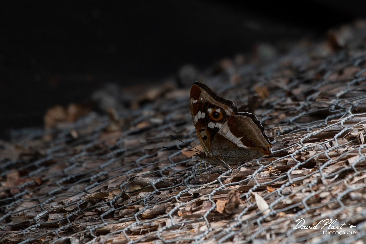 David Plant Photography - Wildlife Photography - Purple emperor - A.JPG - Purple emperor on roof - Cambridgeshire