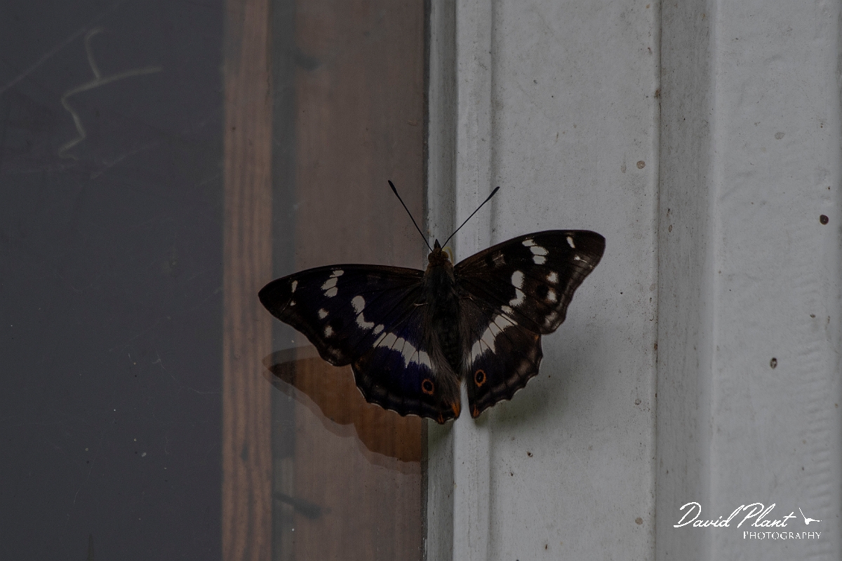 David Plant Photography - Wildlife Photography - Purple emperor - C.JPG - Purple emperor on window frame - Cambridgeshire