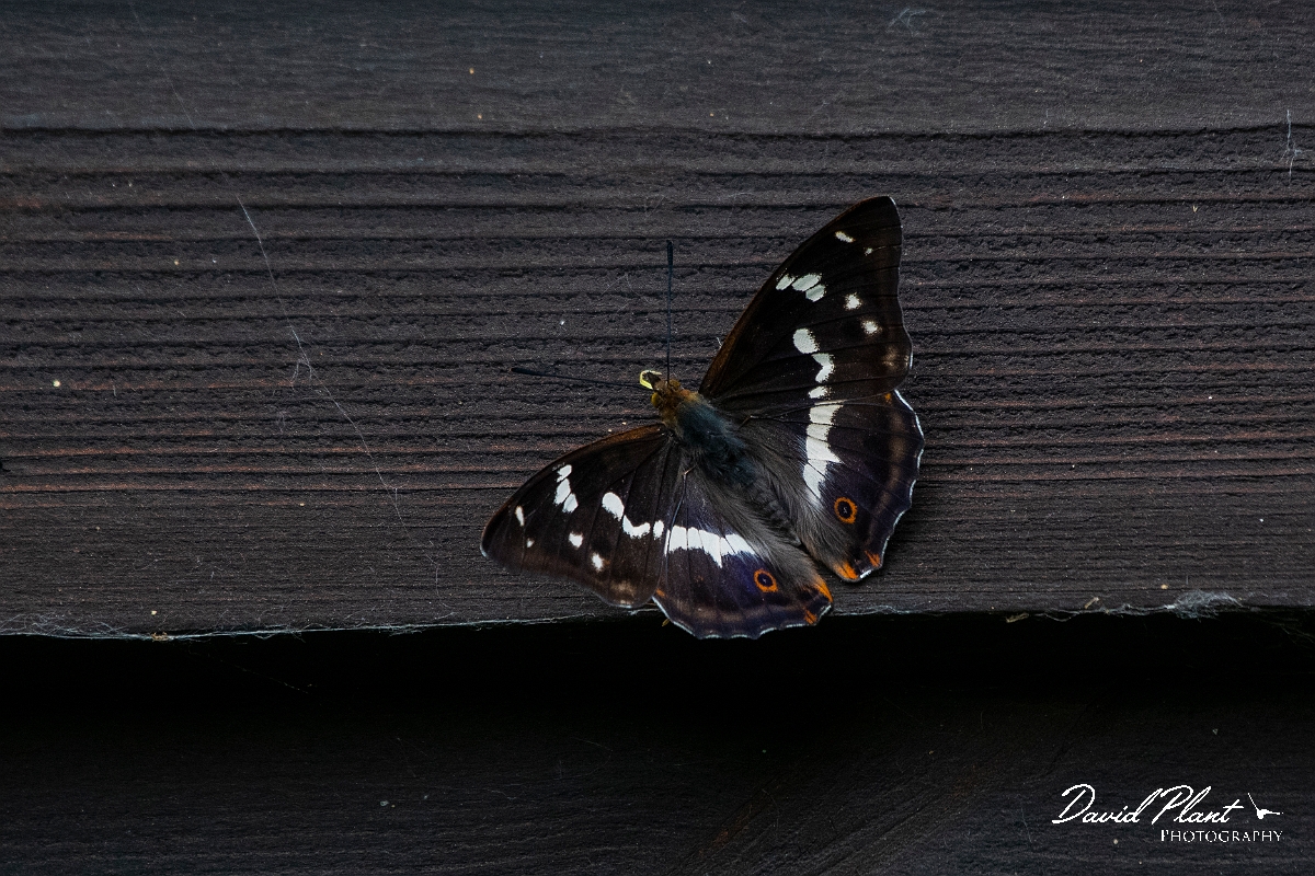 David Plant Photography - Wildlife Photography - Purple emperor - D.JPG - Purple emperor on wooden  building - Cambridgeshire