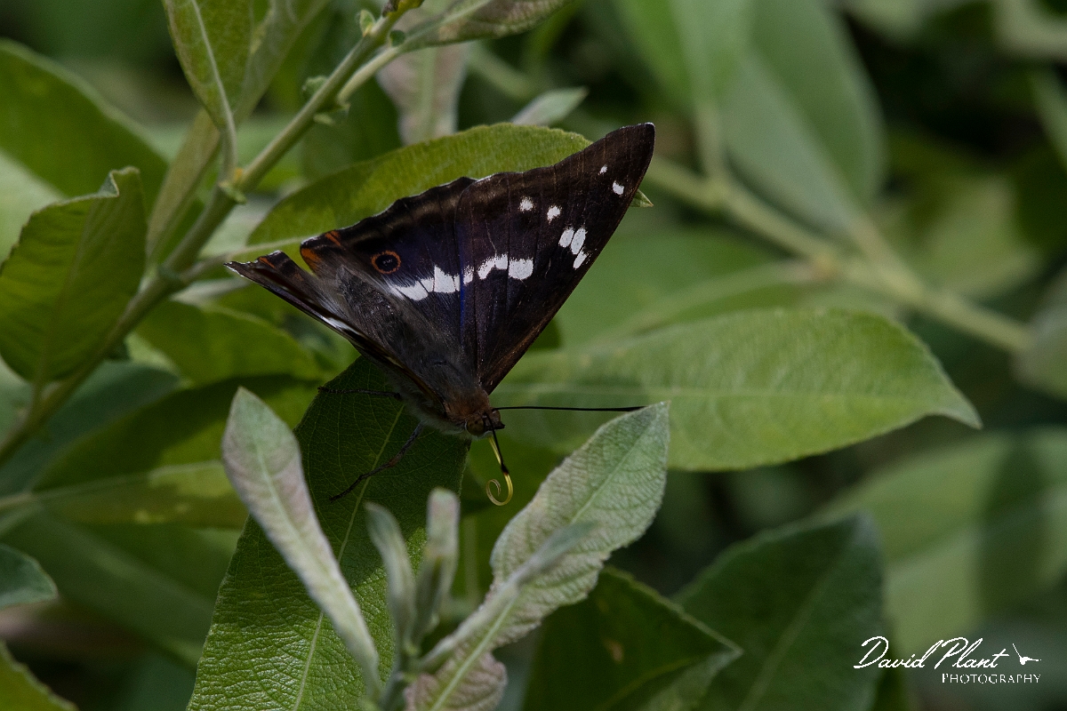David Plant Photography - Wildlife Photography - Purple emperor - F.JPG - Purple emperor on willow - Cambridgeshire